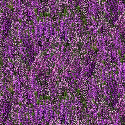 Timeless Treasures LAVENDER FIELD FLEUR-CD4397  PURPLE