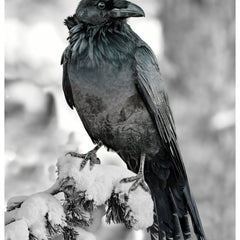 Collection image for: Prints